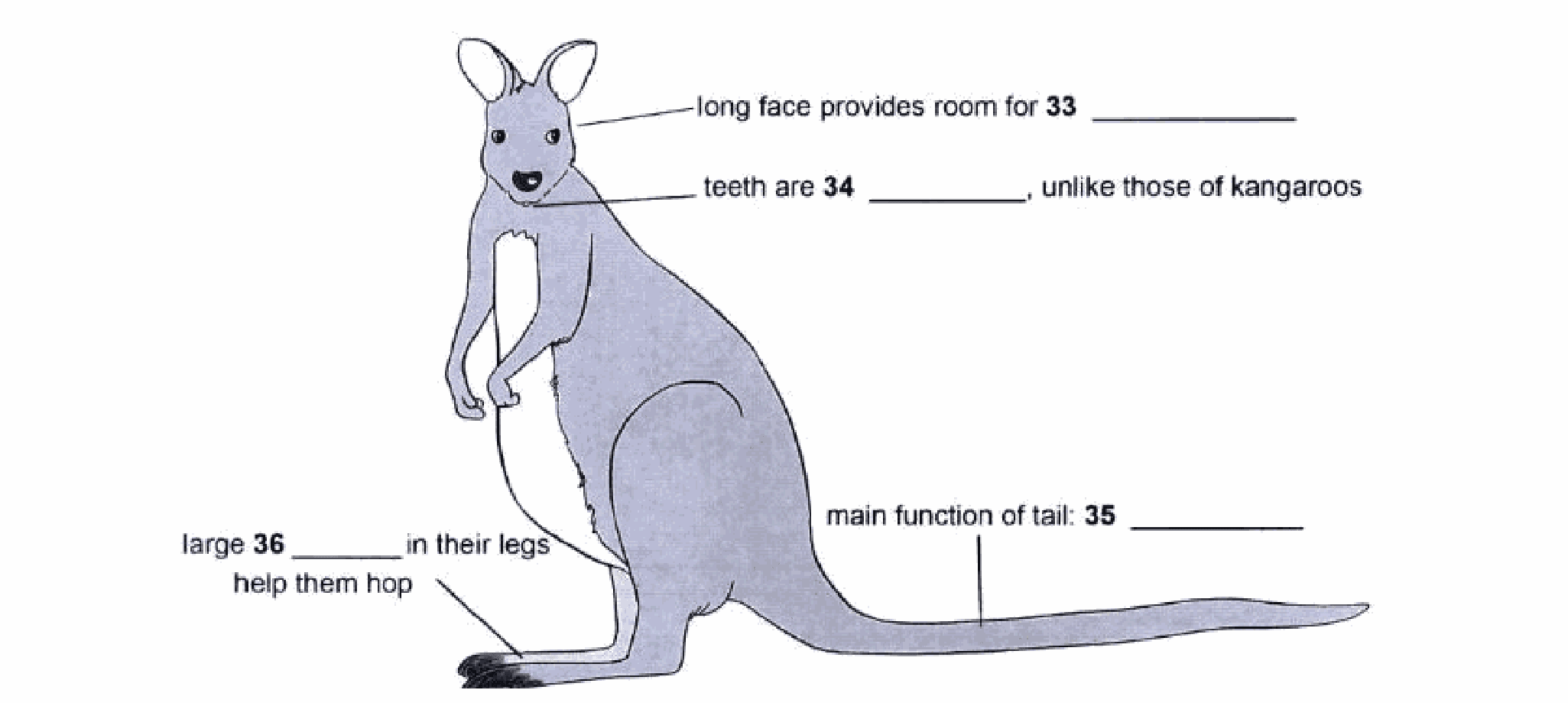 The wallaby